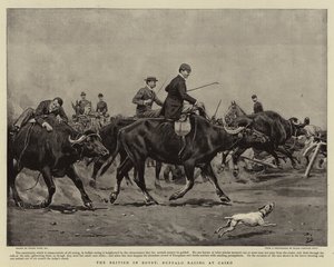 Los británicos en Egipto, carreras de búfalos en El Cairo